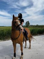 Weidemaatje/ Coaching pony, Dieren en Toebehoren, Paarden, Ruin, Recreatiepaard