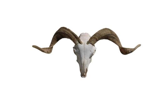 Ram Schedel met Unieke Hoorns – Decoratief & Authentiek, Verzamelen, Dierenverzamelingen, Nieuw, Gewei of Kop, Boerderijdier, Ophalen of Verzenden