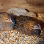 Mooie kleurlegger haantje, Dieren en Toebehoren, Pluimvee, Mannelijk, Kip