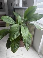 Plant, Doe-het-zelf en Verbouw, Hout en Planken, Ophalen of Verzenden, 50 mm of meer, Minder dan 200 cm, Plank