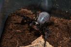 Funnelweb spider, Dieren en Toebehoren