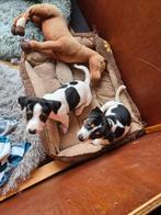 Nestje Jack Russell Terriër pups., Dieren en Toebehoren, Jack Russell Terriër, 8 tot 15 weken, CDV (hondenziekte), Meerdere