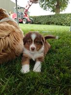 Australian Shepherd / Australische herder / aussie pups, Dieren en Toebehoren, Honden | Herdershonden en Veedrijvers, 8 tot 15 weken