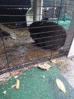 Gratis Konijn, Dieren en Toebehoren, Konijnen, Geslacht onbekend, Middelgroot, 3 tot 5 jaar