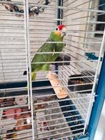 Geelwang Amazone, Dieren en Toebehoren, Vogels | Parkieten en Papegaaien, Geslacht onbekend, Papegaai, Pratend