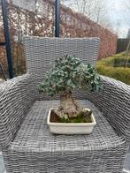 Bonsai Olijfboom, Tuin en Terras, Planten | Bomen, Bloeit niet, Ophalen of Verzenden, Olijfboom, Minder dan 100 cm