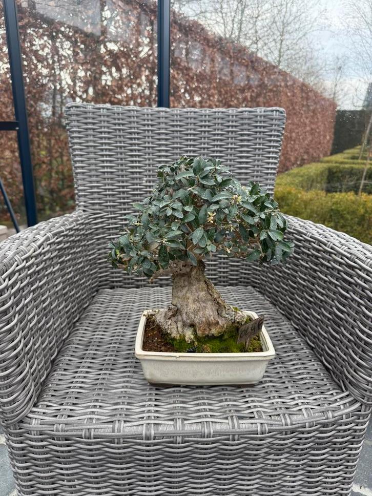 Bonsai Olijfboom - Sierolijf, Tuin en Terras, Planten | Bomen, Olijfboom, Minder dan 100 cm, Volle zon, Bloeit niet, In pot, Ophalen of Verzenden