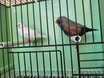 Charcoal zebravinken, Dieren en Toebehoren, Vogels | Overige Vogels, Meerdere dieren, Geringd