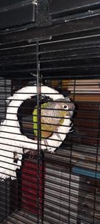 Pyrrhura te koop., Geslacht onbekend, Papegaai, Geringd