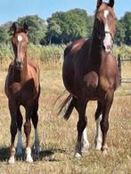 Gelders hengstveulen, Edmundo x Rubus B x Elegant, Dieren en Toebehoren, Paarden, Minder dan 160 cm, Niet van toepassing, Dressuurpaard