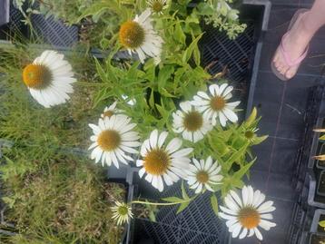 Echinacea purpurea 'Alba' (zonnehoed)  beschikbaar voor biedingen