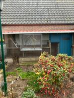 Oud grasparkiet mannetje gevraagd, Mannelijk, Parkiet