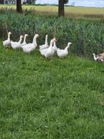 Te koop ganzen, Dieren en Toebehoren, Pluimvee, Meerdere dieren, Gans of Zwaan