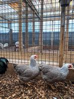 Plymouth rock krielkip | Kippen | Passend advies, Dieren en Toebehoren, Meerdere dieren, Kip