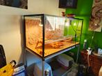 Mooie baardagaam met terrarium, Ophalen, Zo goed als nieuw, Terrarium of Paludarium