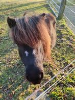 Verzorgpony aangeboden (mennen,wandelen,grondwerk,,etc), Diensten en Vakmensen, Dieren | Paarden | Verzorging, Oppas en Les