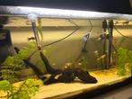 Jonge guppies, Dieren en Toebehoren, Vissen | Aquariumvissen, Vis, Zoetwatervis, Schoolvis
