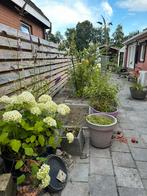 Prachtige planten in grote potten en bakken, Tuin en Terras, Planten | Bomen, Ophalen, Halfschaduw, Overige soorten, Minder dan 100 cm
