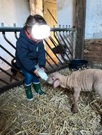 Gezocht pap/leb/fles lammeren. Schaap of geit, Dieren en Toebehoren, Schapen, Geiten en Varkens, Vrouwelijk, Schaap