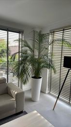 Kentia palm +/- 1m hoog. Kamerplant met pot, Huis en Inrichting, Kamerplanten, Palm, Halfschaduw, Ophalen