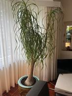 Te koop Olifantspoot, Huis en Inrichting, Kamerplanten, Ophalen, Overige soorten