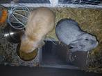 🐰 2 jonge konijntjes te koop, Dieren en Toebehoren, Konijnen, Meerdere dieren, Dwerg, Hangoor, 0 tot 2 jaar