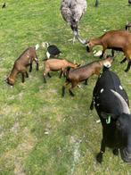 Jonge dwerggeitjes en bokje., Dieren en Toebehoren, Meerdere dieren, Geit