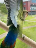 Prachtige Agapornis Dwergpapegaai Hand Tam Diverse Kleuren, Dieren en Toebehoren, Vogels | Parkieten en Papegaaien, Meerdere dieren