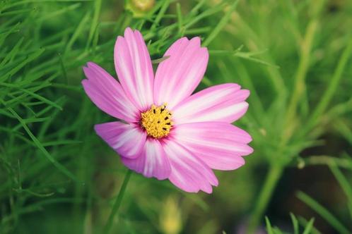 Bio Zaden Cosmea - Cosmos bipinnatus *eetbare bloemen*, Tuin en Terras, Bloembollen en Zaden, Zaad, Voorjaar, Halfschaduw, Ophalen of Verzenden