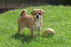 Beagle kruising x Mopshond puber pup teefje, CDV (hondenziekte), Meerdere, Teef, 8 tot 15 weken