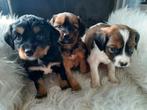 Kooiker pups, Overige rassen, 8 tot 15 weken, CDV (hondenziekte), Meerdere