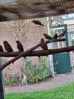 1-1 bourke parkieten, Dieren en Toebehoren, Vrouwelijk, Parkiet