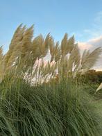 Prachtige Pluimen - Siergras, Tuin en Terras, Volle zon, Vaste plant, Siergrassen, Ophalen of Verzenden
