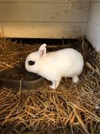 Te koop dwerg konijntje, Dieren en Toebehoren, Konijnen, Meerdere dieren, Dwerg