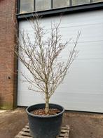 Cornus kousa ‘China Girl’ | Solitair | 275/+ cm, Tuin en Terras, Overige soorten, Ophalen of Verzenden, Struik, 250 cm of meer