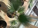 Palmboompjes 4 stuks, Tuin en Terras, Planten | Bomen, Minder dan 100 cm, Halfschaduw, Overige soorten, Bloeit niet