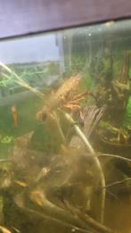 zoetwater  kreeft, Dieren en Toebehoren, Ophalen, Nieuw