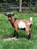 Dwergbok Dekbok, Dieren en Toebehoren, Schapen, Geiten en Varkens, Mannelijk, Geit