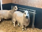 Prachtige Kerry Hill ooien met stamboek, Dieren en Toebehoren, Schapen, Geiten en Varkens, Vrouwelijk, Schaap