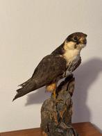 Opgezette Boomvalk, Ophalen, Zo goed als nieuw, Vogel, Opgezet dier
