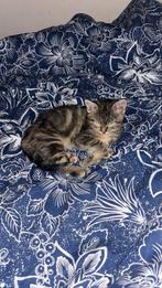 Kitten, Dieren en Toebehoren, Katten en Kittens | Overige Katten, Poes