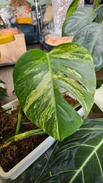 Monstera aurea stek, Huis en Inrichting, Ophalen, Halfschaduw, Minder dan 100 cm