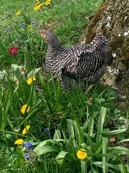 broedeieren | Amrock Grote sterke/rustige kippen/kuikens, Dieren en Toebehoren, Pluimvee, Kip, Geslacht onbekend