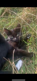 Lieve main coon kittens, Dieren en Toebehoren, Katten en Kittens | Raskatten | Langhaar, Poes