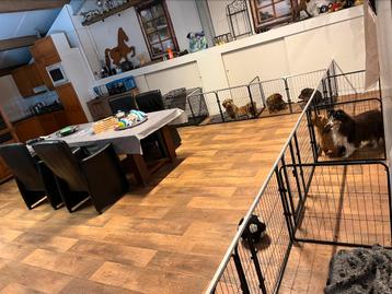 Hondenoppas in huiselijke sfeer beschikbaar voor biedingen