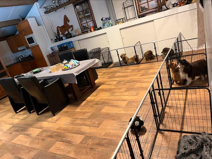 Hondenoppas in huiselijke sfeer, Diensten en Vakmensen, Dieren | Honden | Verzorging, Oppas en Les, Pension of Dagopvang