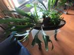 luxe kantoor planten in design model pot, Ophalen, Overige soorten, Halfschaduw, Minder dan 100 cm