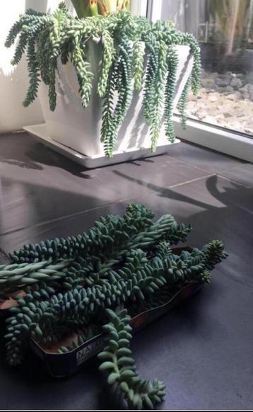 Bio ezelstaartjes lange hangende kamerplanten bloempotten  beschikbaar voor biedingen