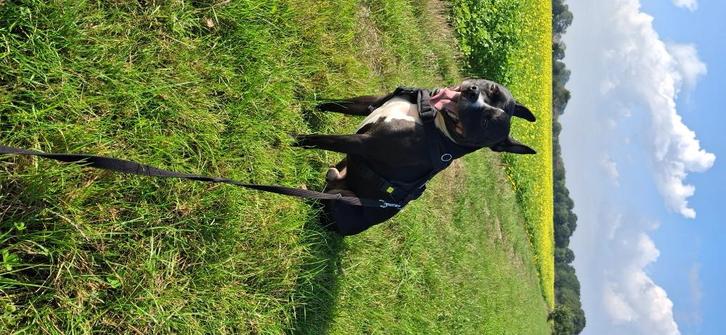 Herplaatsing, Dieren en Toebehoren, Honden | Jack Russells en Terriërs, Reu, American Staffordshire Terriër, Particulier, Eén hond