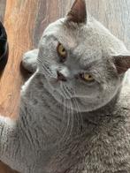 Brits korthaar kater, Dieren en Toebehoren, Katten en Kittens | Raskatten | Korthaar, Kater